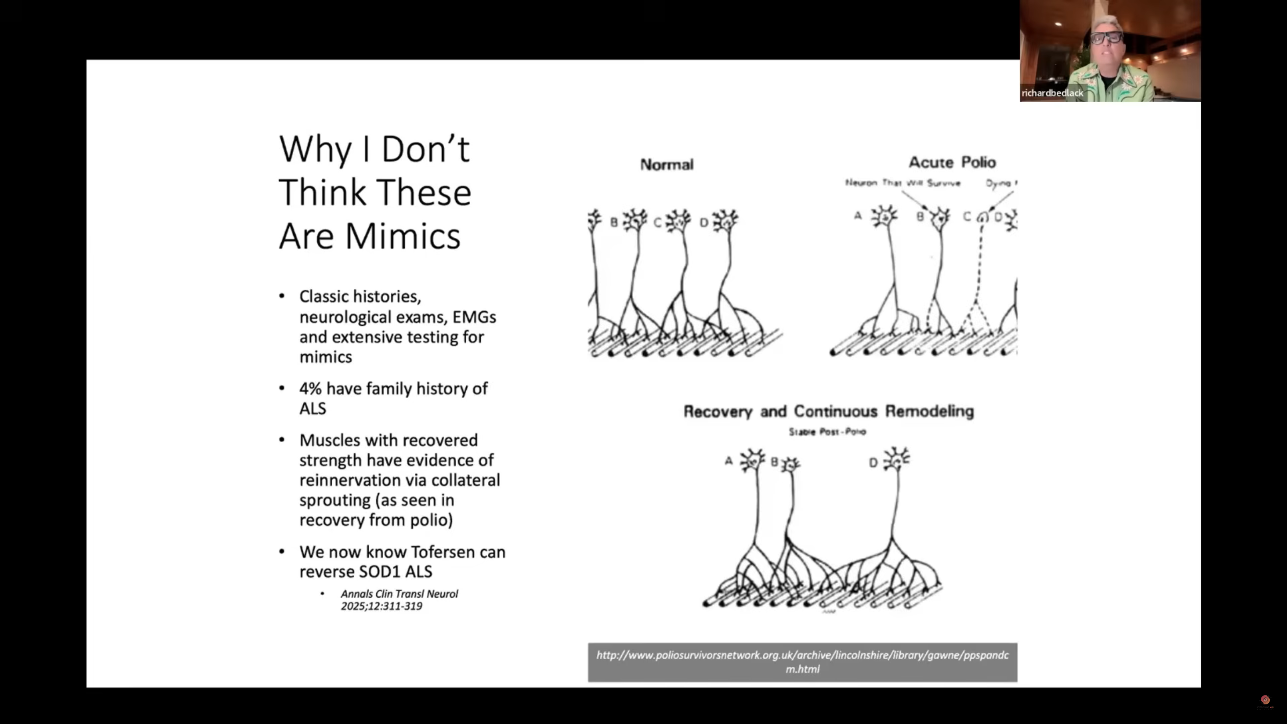 Diagram comparing normal motor neurons, acute polio damage, and recovery via collateral sprouting. The illustration shows surviving neurons extending new branches to reinnervate muscle fibers, demonstrating how collateral sprouting can restore some function after motor neuron loss. The slide text explains why these are not considered ALS mimics, citing classic diagnostic features, family history, and evidence of reinnervation similar to polio recovery.