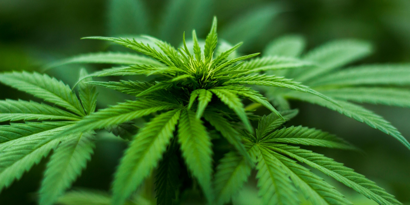 Close-up photo of a cannabis plant with green leaves and trichomes.