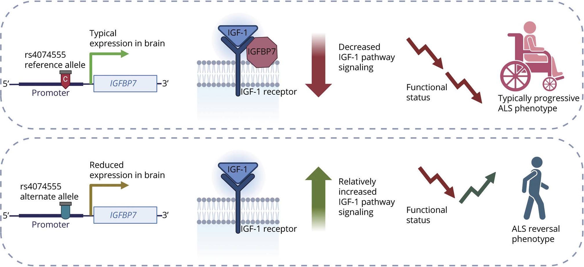 Diagram showing how IGF-1 and IGFBP7 interact. The image illustrates IGF-1 circulating in the blood, IGFBP7 binding and blocking it, and how reduced IGFBP7 levels could allow IGF-1 to reach motor neurons and promote repair.
