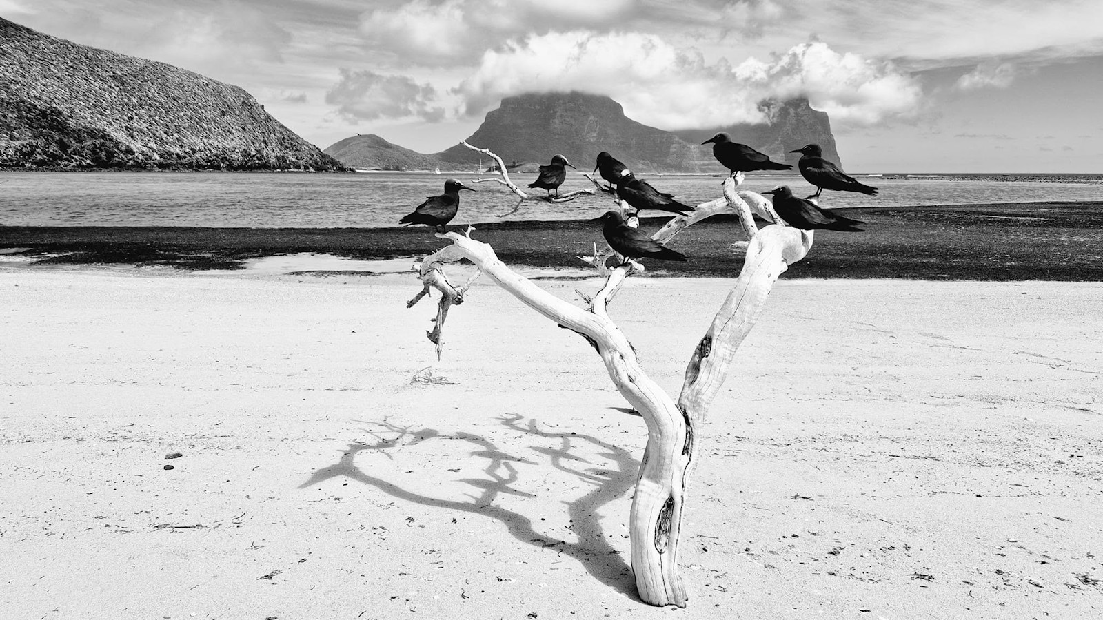 Black-and-white photo of birds sitting on a dead tree on Lord Howe Island